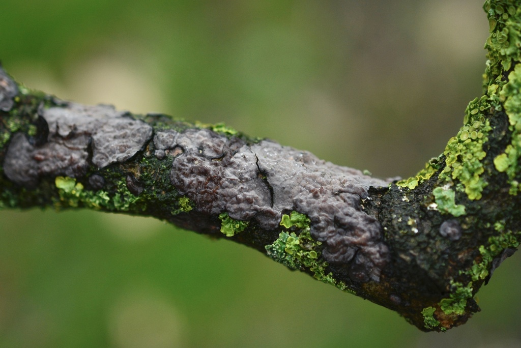 Peniophora quercina · March 2026 · photo: © cryptomarasmius (iNaturalist, cc-by)