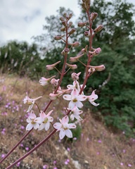 Delphinium gypsophilum