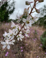 Delphinium gypsophilum