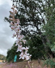 Delphinium gypsophilum
