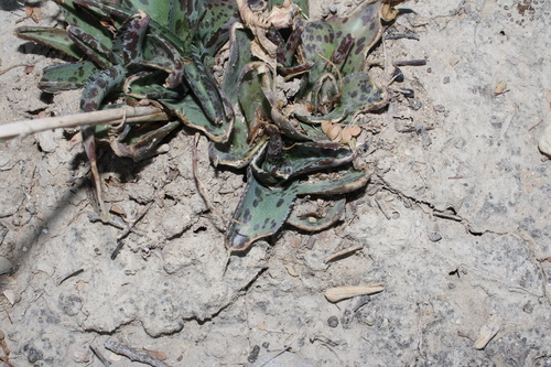 Agave brunnea