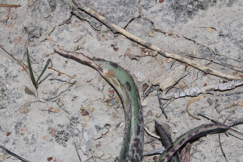 Agave brunnea