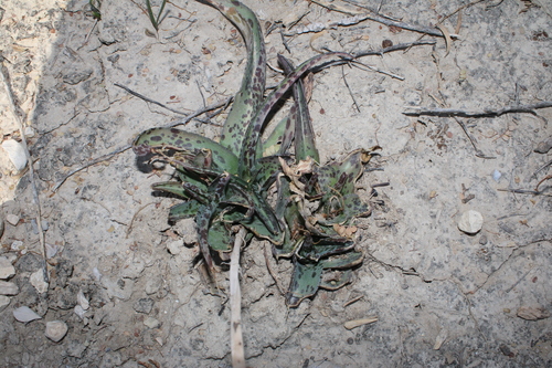 Agave brunnea
