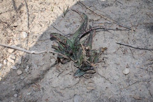 Agave brunnea