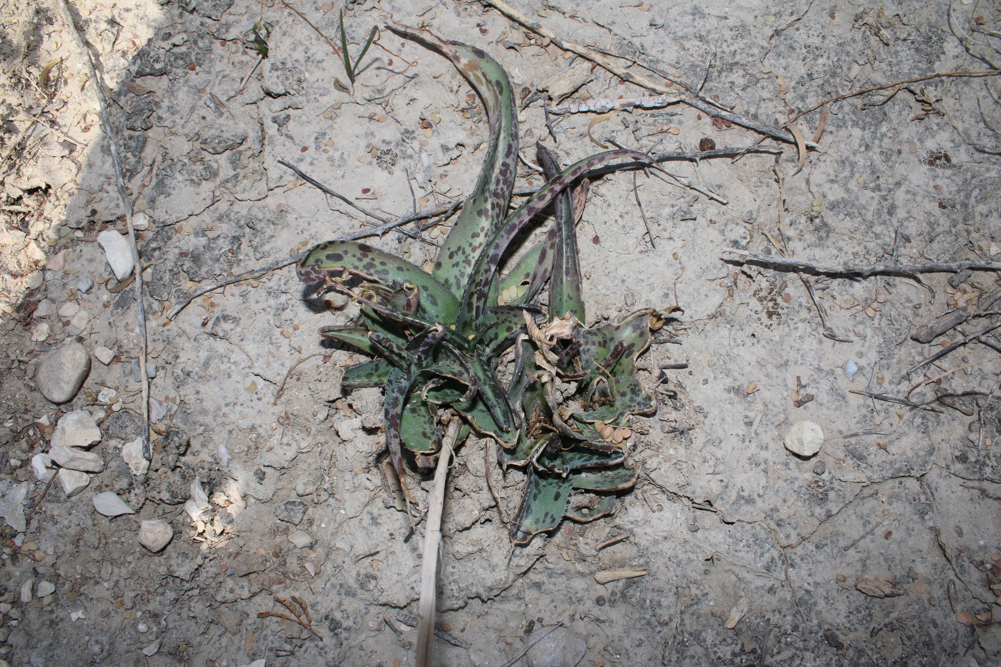 Agave brunnea