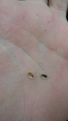 Ancylus fluviatilis