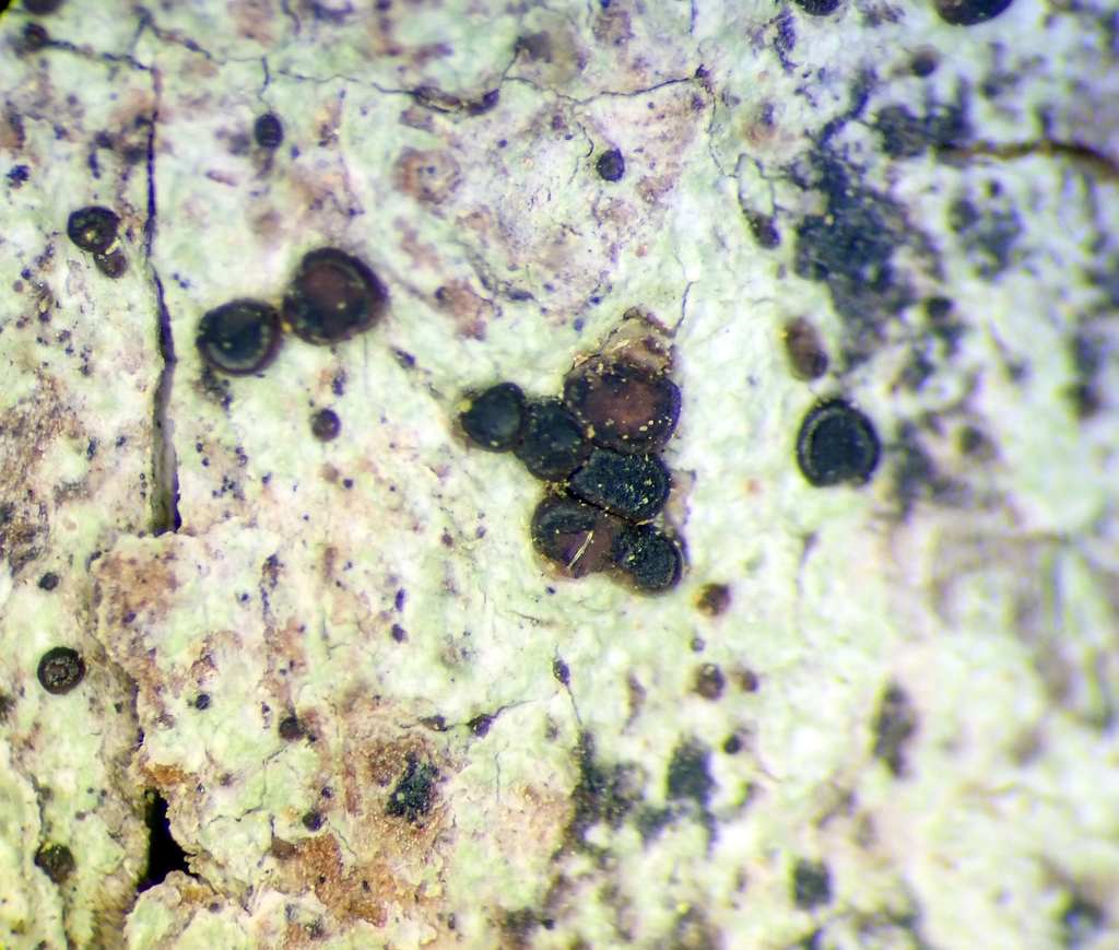 Bacidia wellingtonii