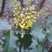 Oregon Grape - Photo (c) Aidan R, some rights reserved (CC BY-NC), uploaded by Aidan R