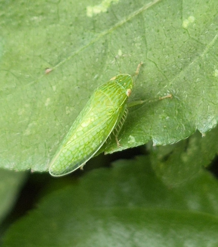 Reticana lineata