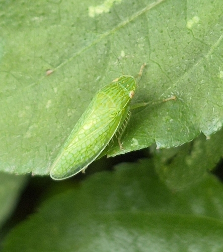 Reticana lineata
