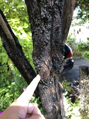 Leptospermum scoparium