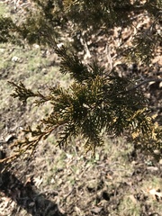 Microbiota decussata