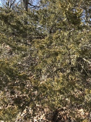 Microbiota decussata