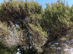 Leptospermum scoparium