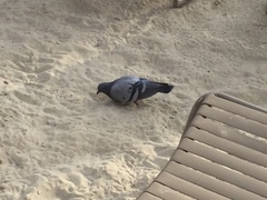 Columba livia