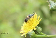 Paragapostemon coelestinus