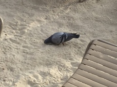 Columba livia