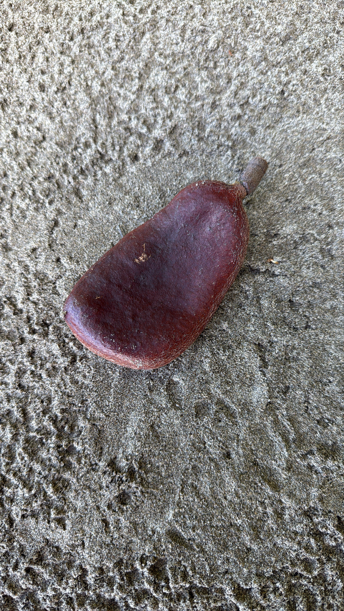 Foto de Hymenaea courbaril L.