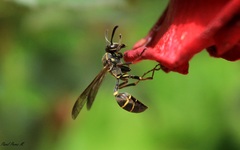 Mischocyttarus pallidipectus