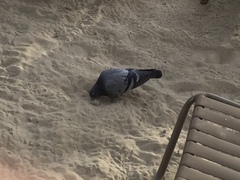 Columba livia