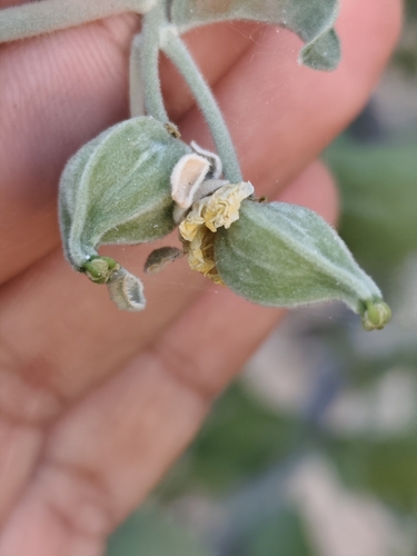 Viscainoa geniculata, photograph 4