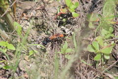 Ammophila placida