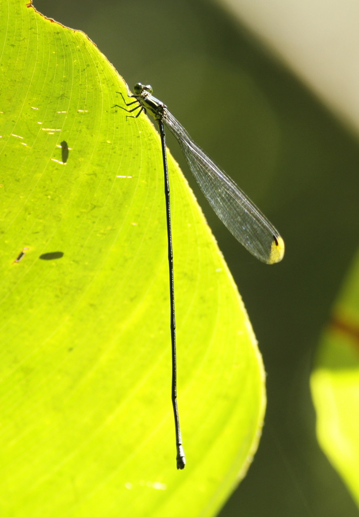 Mecistogaster lucretia