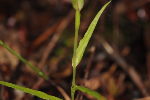 Kauri Greenhood (Pterostylis agathicola)
