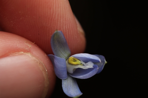 gumland sun-orchid (Thelymitra aemula)