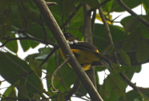 White-winged Shrike-Tanager (Lanio versicolor), photo 10