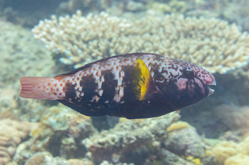 Chlorurus atrilunula observed 2025-09-17