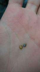 Ancylus fluviatilis