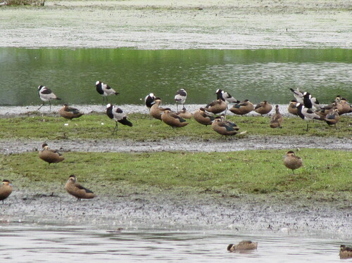 iNaturalist image
