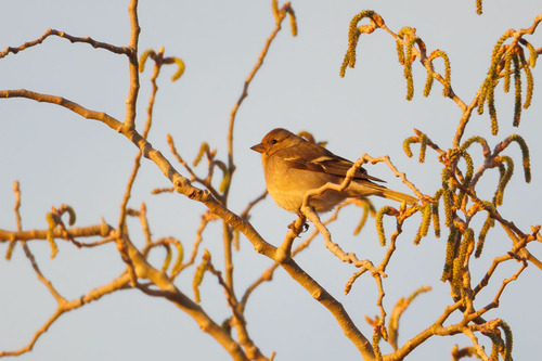 African Chaffinch (Fringilla spodiogenys), photo 5