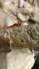 Ancylus fluviatilis