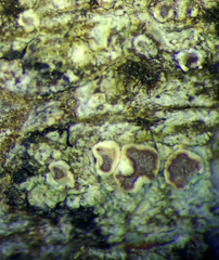 Lecanora flavopallida