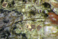 Lecanora flavopallida