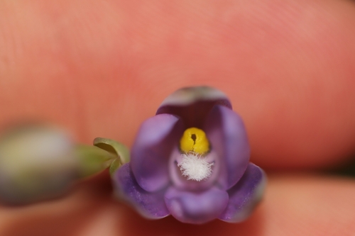 domed sun orchid (Thelymitra tholiformis)