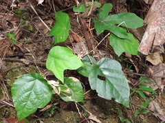 Pterospermum heterophyllum