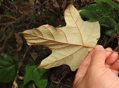 Pterospermum heterophyllum
