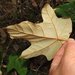 Pterospermum heterophyllum - Photo (c) Alan Kwok (King Lun), Ada Tai (Ah Heung), some rights reserved (CC BY-NC), uploaded by Alan Kwok (King Lun), Ada Tai (Ah Heung)