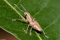 Naupactus navicularis