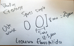 Lecanora flavopallida