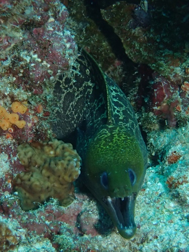 Undulated Moray — seen at this dive site