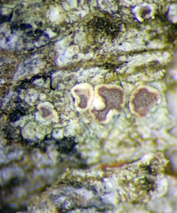 Lecanora flavopallida