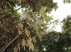 Pterospermum heterophyllum