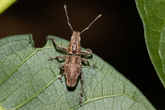 Naupactus navicularis