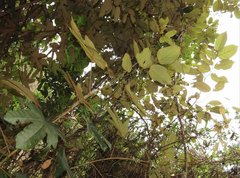 Pterospermum heterophyllum