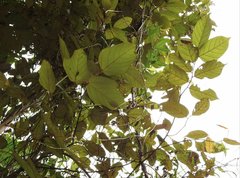 Pterospermum heterophyllum