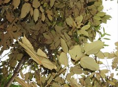 Pterospermum heterophyllum